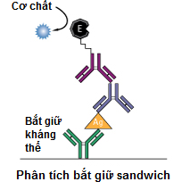 Kỹ thuật ELISA