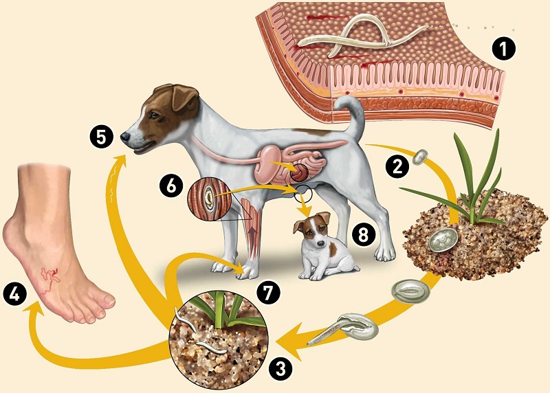 Các xét nghiệm chẩn đoán bệnh ấu trùng giun đũa chó/mèo