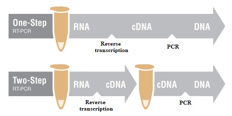 Kỹ thuật PCR