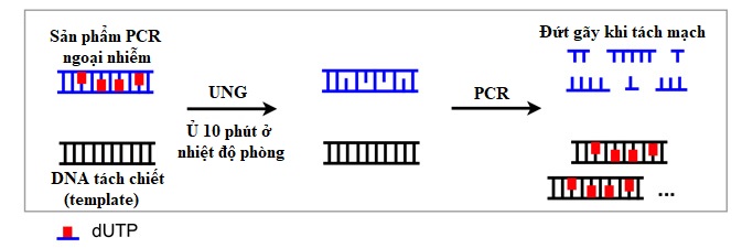 Kỹ thuật PCR