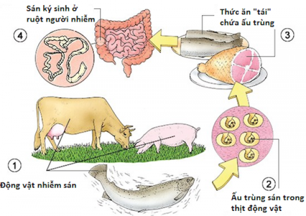 Phòng tránh ký sinh trùng lây truyền qua thực phẩm