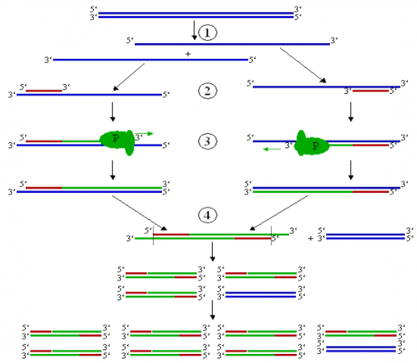 Kỹ thuật PCR